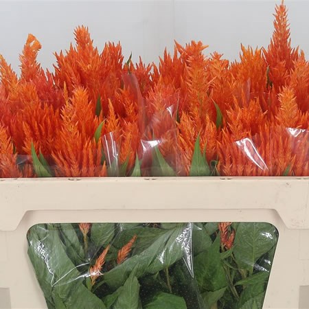 Celosia Apricot Brandy