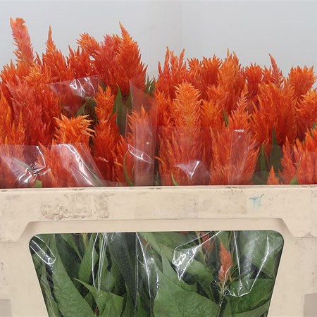 Celosia Apricot Brandy