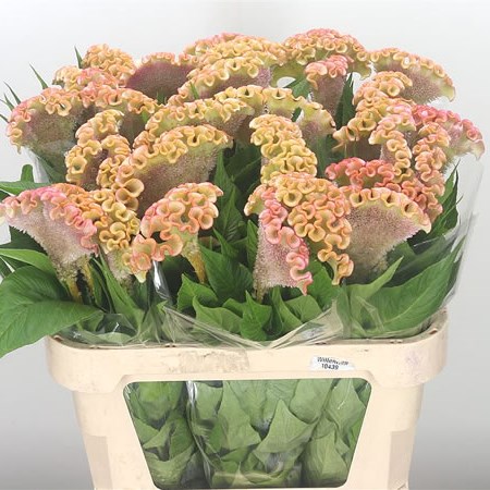 Celosia Bombay Pale Pink