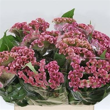 Celosia Bombay Pink
