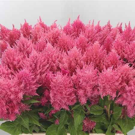 Celosia Bright Pink Sunday