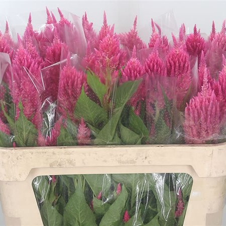 Celosia Bright Pink Sunday