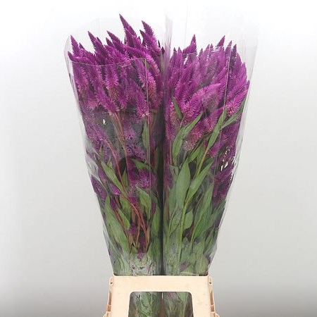 Celosia Celway Purple