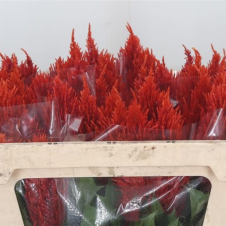 Celosia Century Red Fire
