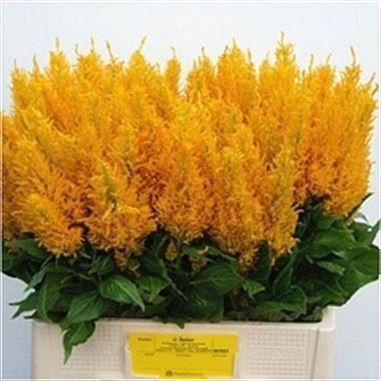 Celosia Century Yellow