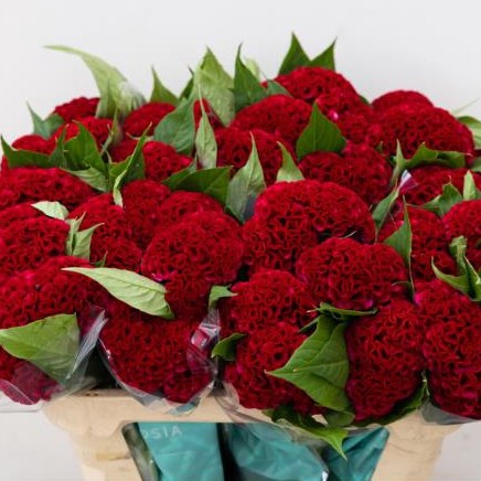 Celosia Cr. Act Dara