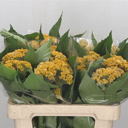 Celosia Cr. Act Inca