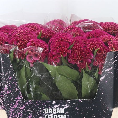 Celosia Cr. Act Rima
