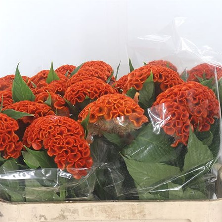 Celosia Cr. Act Zara