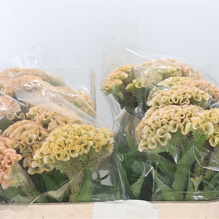 Celosia Cr. Haute Couture