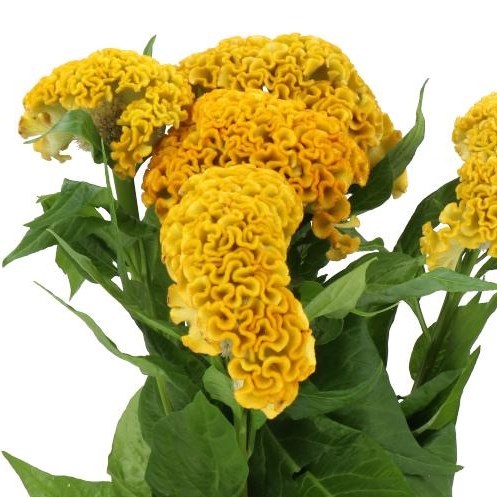 Celosia Cr. Reprise Gold