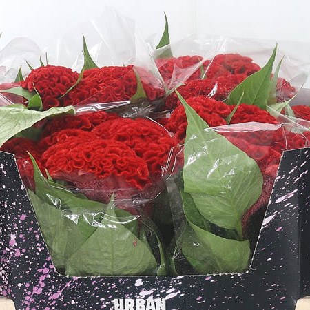 Celosia Cr. Smashing