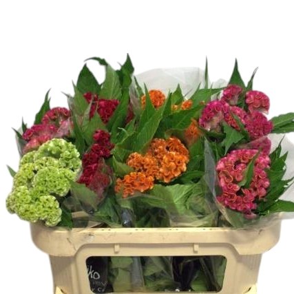 Celosia Cristata Mix