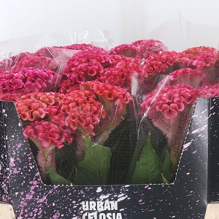 Celosia Fashion