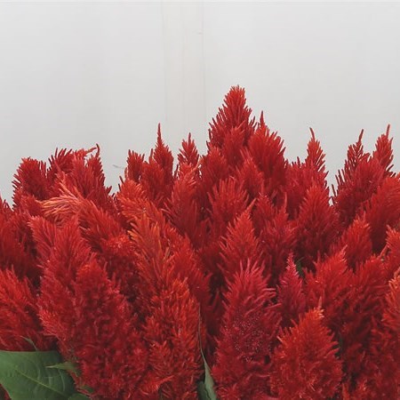 Celosia Kim Orange