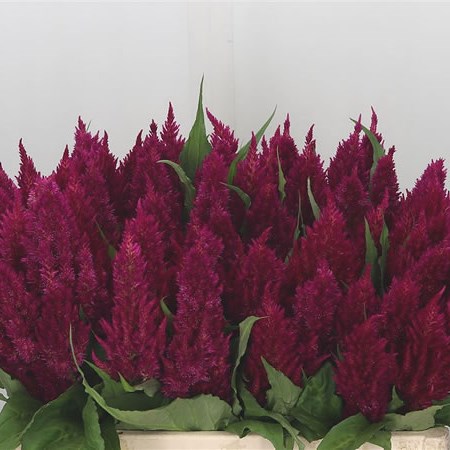 Celosia Kim Purple