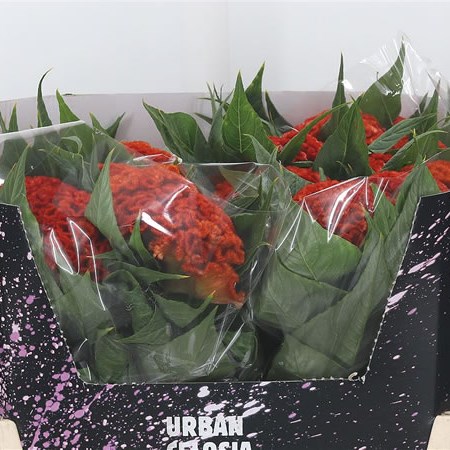 Celosia Miss - C
