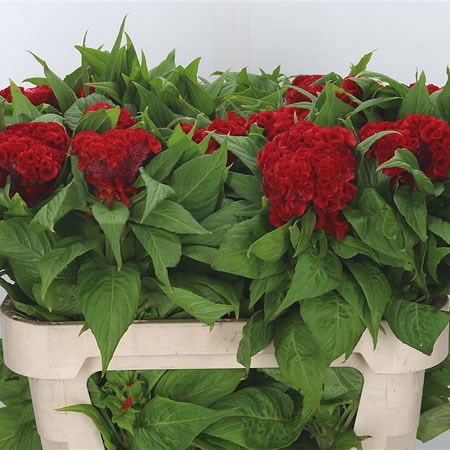 Celosia No. 9