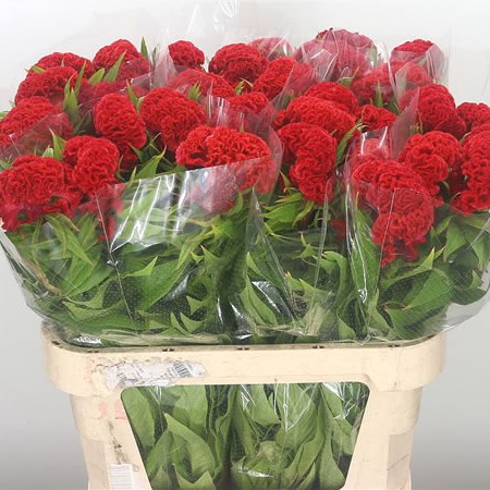 Celosia No. 9