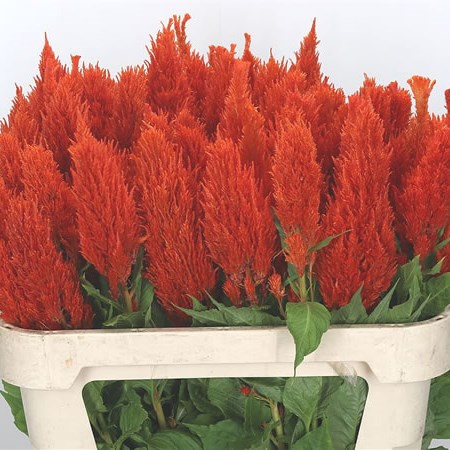 Celosia Orange Sunday