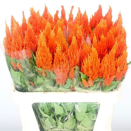 Celosia Orange Sunday