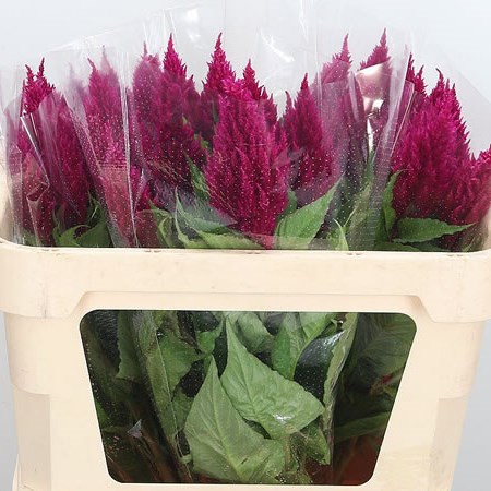 Celosia Plume Purple
