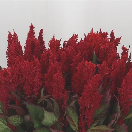 Celosia Plume Red