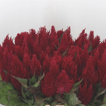 Celosia Plume Red