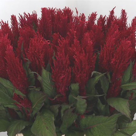 Celosia Plume Red