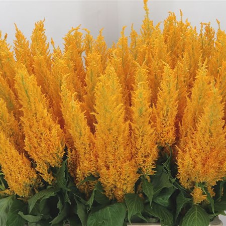 Celosia Plume Yellow