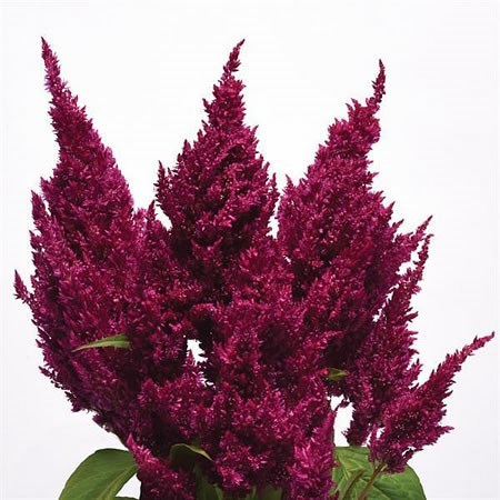 Celosia Purple Sunday