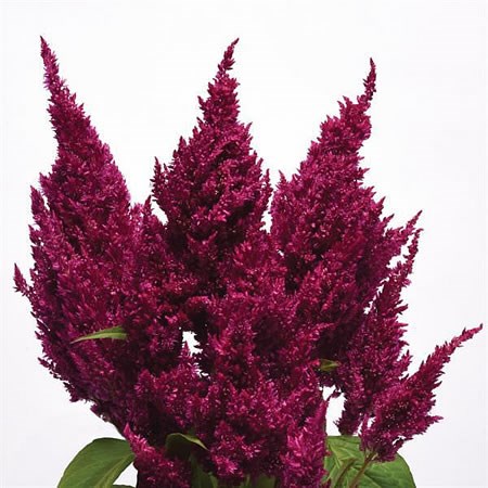 Celosia Purple Sunday