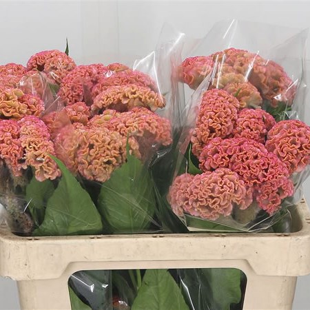 Celosia Reprise Rose