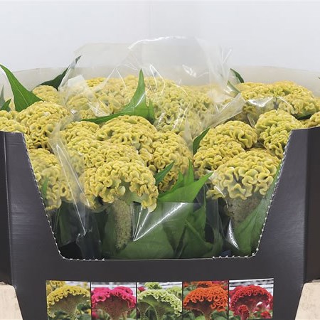 Celosia Reprise Yellow