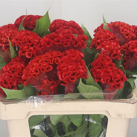 Celosia Cr. Smashing