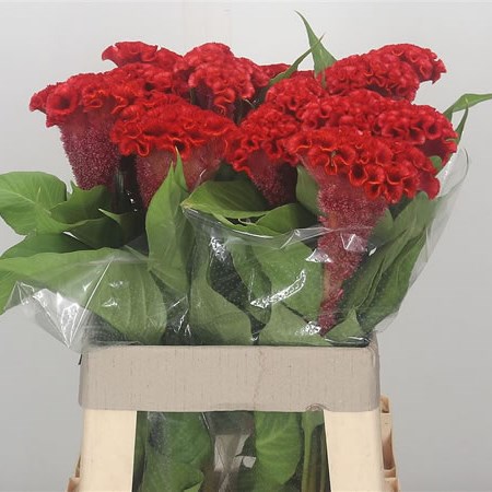 Celosia Cr. Smashing