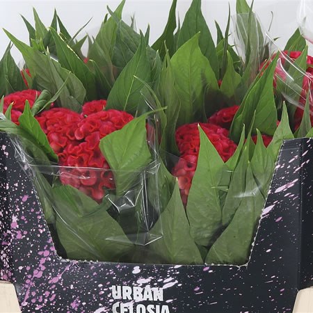 Celosia Smashing Cherry