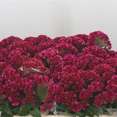 Celosia Solid Cerise