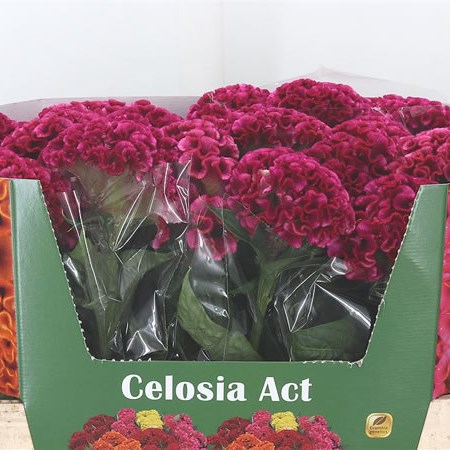 Celosia Solid Cerise