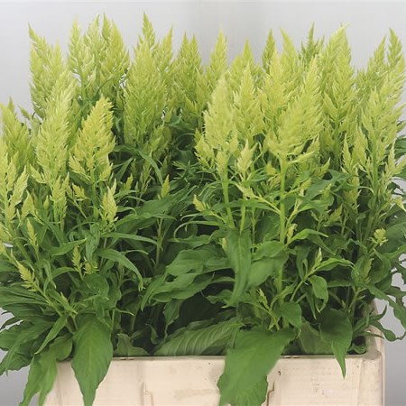 Celosia Sylphid Green
