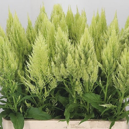 Celosia Sylphid Green