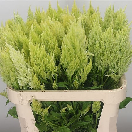 Celosia Sylphid Green