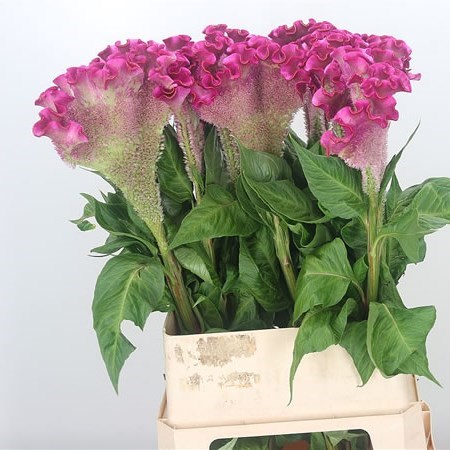 Celosia Turbo