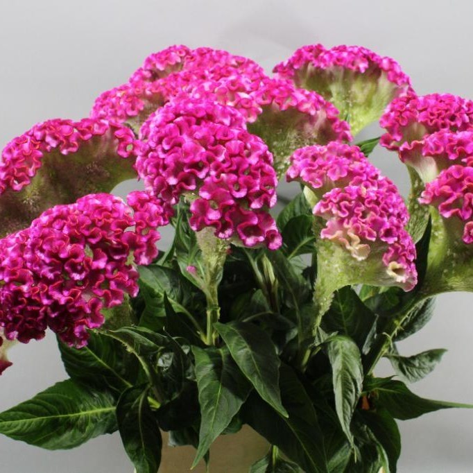 Celosia Turbo Hot Pink