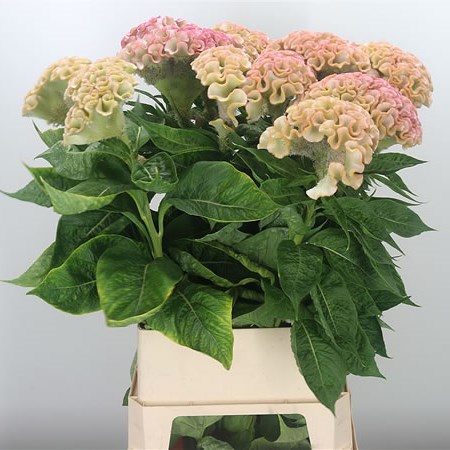 Celosia Turbo Pale Pink