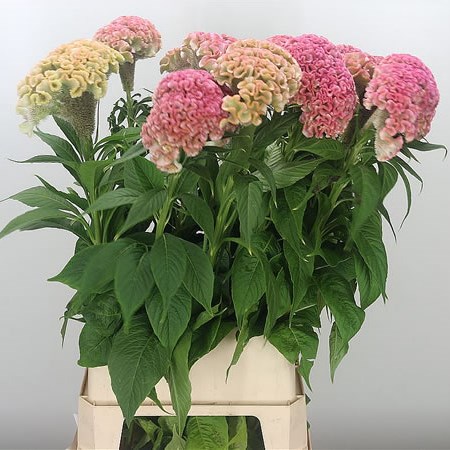 Celosia Turbo Pale Pink