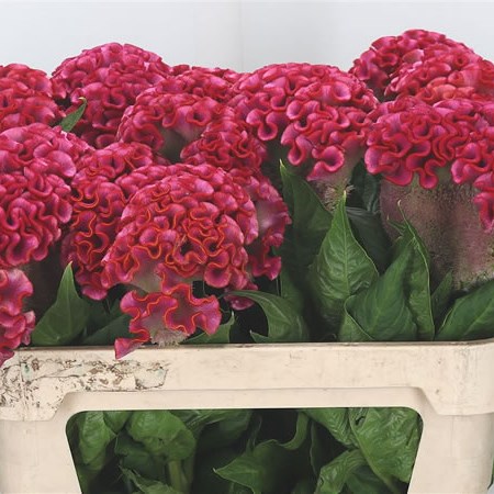Celosia Turbo Unlimited Coral