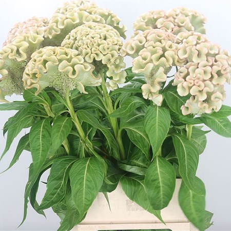 Celosia Turbo Vanille