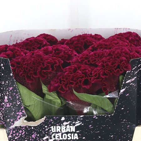 Celosia Wicked