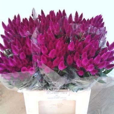 Celosia caracas